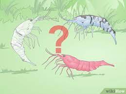 Ghost shrimp care is relatively easy. How To Make A Shrimp Aquarium 15 Steps With Pictures Wikihow