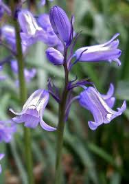 Bluebell Flower Brianmicky All Galleries Kew Spring Blue Bell Shaped Flowers Beautiful Flowers Garden Butterfly Garden Design Blue Bell Flowers