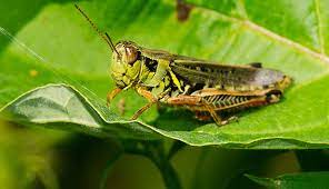 How to control grasshoppers in garden. Grasshoppers In The Garden It S Not Necessarily A Plague Hobby Farms