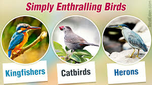 Different Types Of Birds