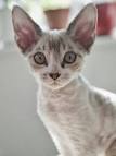 What are the Best Hypoallergenic Cat Breeds ... - Petfinder