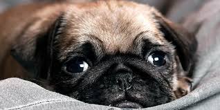 We are devoted to our puppies and kittens and we treat each and every one as if they. Welcome To Worldwide Puppies Kittens