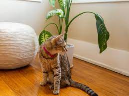 Maybe you would like to learn more about one of these? 9 Popular Houseplants That Are Toxic To Cats