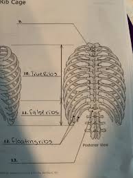 The ribs are curved, flat bones which form the majority of the thoracic cage. Solved Rib Cage 10 True Ribs 11 False Ribs 12 Floating Chegg Com