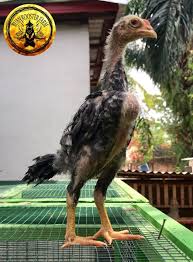 Jual Telur Ayam Shamo Bukan Birma Pakhoy Brazil Pama Saigon Ganoi Magon Bangkok Di Lapak Dony Buan Bukalapak