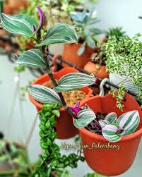 Check spelling or type a new query. Bunga Hias Hidroponik Palembang Tradescantia Sp Nfs Facebook