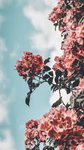 Soft Aesthetic Iphone Xr Wallpaper Flowers A collection of the top 39 cute iphone wallpapers and backgrounds available for download for free. soft aesthetic iphone xr wallpaper flowers