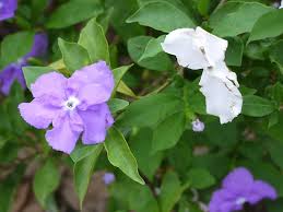 Image result for Brunfelsia australis