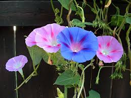 Image result for Ipomoea venosa
