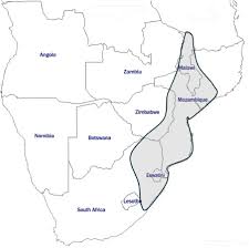 Image result for Faroa salutaris