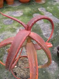 Image result for Aloe littoralis