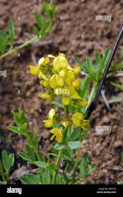 Image result for Crotalaria comosa