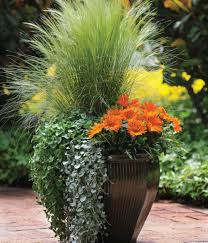 Matrix Morpheus Pansy Plants Container Gardening Container Gardening Flowers