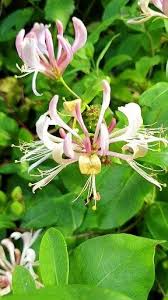 Honeysuckle Organicgardening Gardening Organic Growyourownfood Growyourown Climbingroses Dahlias In 2020 Honeysuckle Flower Scent Garden Strange Flowers