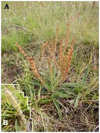 Image result for Plantago palmata
