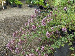 Image result for Origanum
