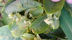 Image result for Combretum kraussii
