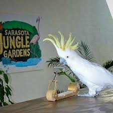 Maybe you would like to learn more about one of these? Cockatoo Retires From The Limelight At Age 82 Pet Birds By Lafeber Co
