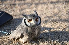 アフコノ飼育者が語る アフリカオオコノハズクの値段 寿命 飼い方等のまとめ くるるの野望 ペットの鳥 可愛い鳥のまとめ 猛禽類