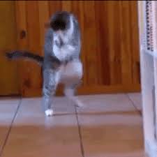 This isn't up for debate. What Is He Cookin Allow Me To Explain He Cookin