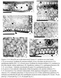 Image result for Hypolytrum goetghebeur