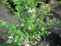 Image result for Malpighia