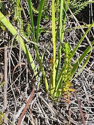 Image result for Aristea abyssinica