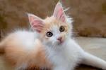 10 Best Cat Breeds for Families - Nationwide Pet Insurance