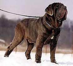 Mastiff Dog Breeds Large Dog Breeds Neapolitan Mastiffs