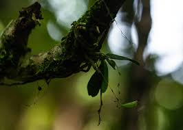 Image result for Mystacidium tanganyikense