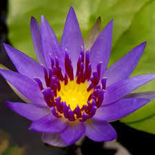 Tips cara pemeliharaan bunga lotus yang maka dari itu lotus kerap ditanam dengan media tempayan maupun kolam air. Gambar 2 Dimensi Bunga Teratai