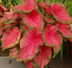 Check spelling or type a new query. Jual Tanaman Caladium Bicolor Florida Sweetheart Bibitbunga Com