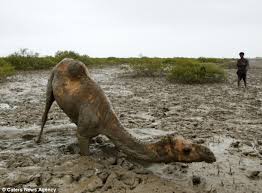 Alan cheated on me again and it was the straw that broke the camel's back; Grumpy Camel Gets The Hump After Spending 12 Hours Stuck In The Mud Daily Mail Online