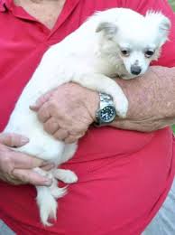 Schau dir angebote von puppy puppies auf ebay an. Pin On Dogs And Puppies