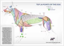 Canine Acupuncture And Acupressure Points And Meridians