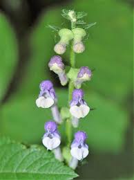 Image result for Scutellaria schweinfurthii
