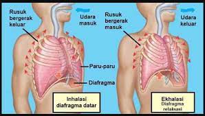 Berikut ini kunci jawaban soal subtema 1 pembelajaran 1 halaman 2 3 4 5 6 7 8 9 10 11 12 buku tematik tema 2 kelas 5 sd. Kunci Jawaban Tematik Tema 2 Kelas 5 Halaman 42 44 Pembelajaran 5 Subtema 1 Cara Tubuh Mengolah Udara Bersih