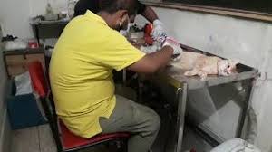 Spaying or neutering a pet doesn't just mean stopping offspring from being produced. Deshi Cat Spay Dr Sagir S Pet Clinic 01912251312 Vet In Dhaka Pet Hospital In Bangladesh Youtube