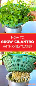 How To Grow Cilantro In Water No Soil Required Growing Cilantro Vegetable Garden For Beginners Vegetable Garden Diy