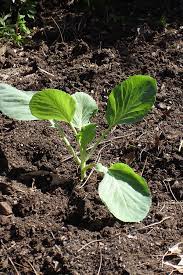 Bonnie Plants Hybrid Cabbage Get Great Value Give To Your Cause Www Ohhmygoodness Com