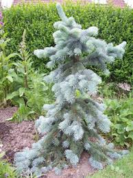 Maybe you would like to learn more about one of these? Picea Pungens Cultivars Parade