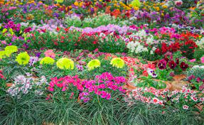 There are many different kinds of flowers in different areas in the world. Different Types Of Plants With Flowers In Garden Stock Photo Picture And Royalty Free Image Image 40515213