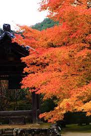 kyoto saimyo ji temple colored leaves 風景 紅葉 風景 景色