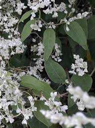 Image result for Fallopia