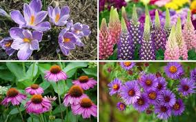 Maybe you would like to learn more about one of these? 12 Perennials That Attract Bees Garden Lovers Club