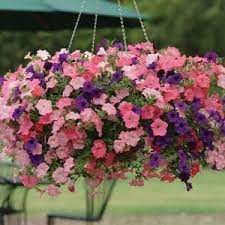 trailing petunia seeds 61 varieties flower wave petunias hanging plant ideas outdoor