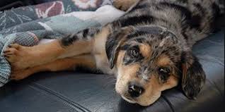 Lab puppies, yellow or chocolate (cbd > pittsburg, il area. Introducing The Aussiedor Australian Shepherd Lab Mix Animalso