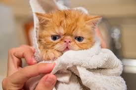 Search for this author in: How To Groom Cats A Guide To Skin And Coat Care Life Cats