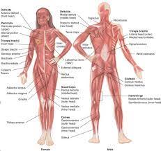 They are attached to your skeleton by strong, springy tendons or are directly connected smooth muscle is found in the walls of hollow organs like your intestines and stomach. Skeletal Muscle Groups Front And Back