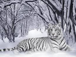 Are white tigers still endangered? Mijn Lievelingsdier De Witte Tijger